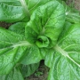 青菜的四季种植方法